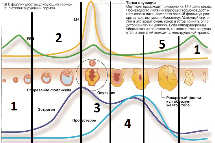 як працює овуляція